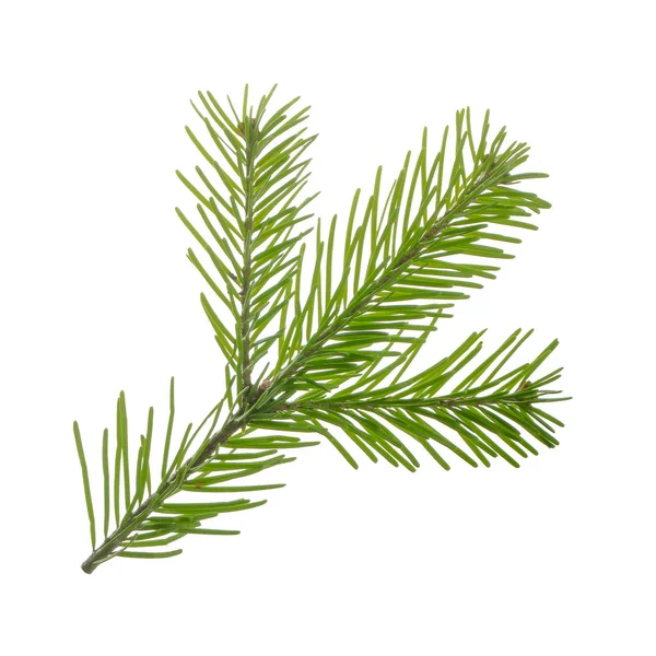 Closeup Coniferous Branch Christmas Background — Stock Photo, Image