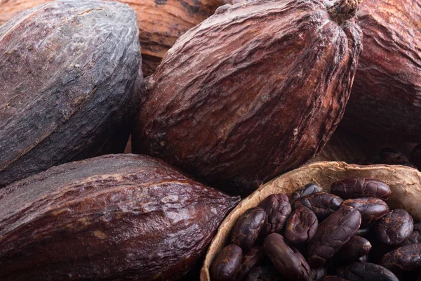 Closeup Natural Cacao Pods — Stock Photo, Image