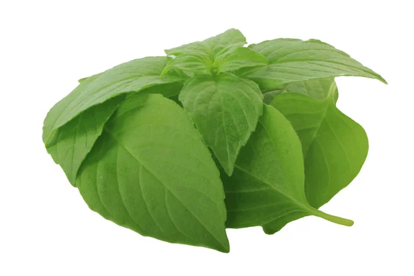 Basil Leaves Isolated White Background — Stock Photo, Image