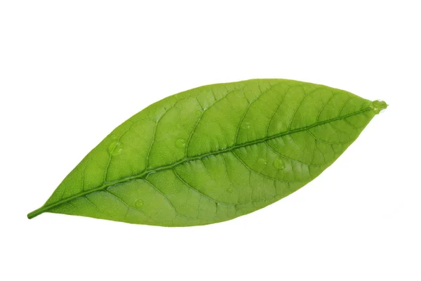 Färsk Grön Avokado Leaf Isolerad Vit Bakgrund — Stockfoto