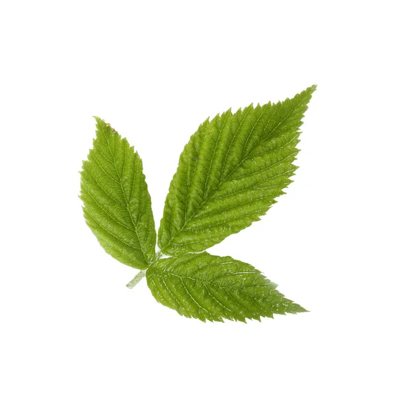 Closeup Green Leaves Isolated White Backgroound — Stock Photo, Image