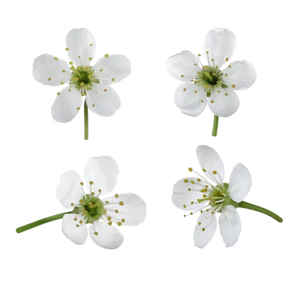 Conjunto Flores Cerezo Aisladas Sobre Fondo Blanco — Foto de Stock