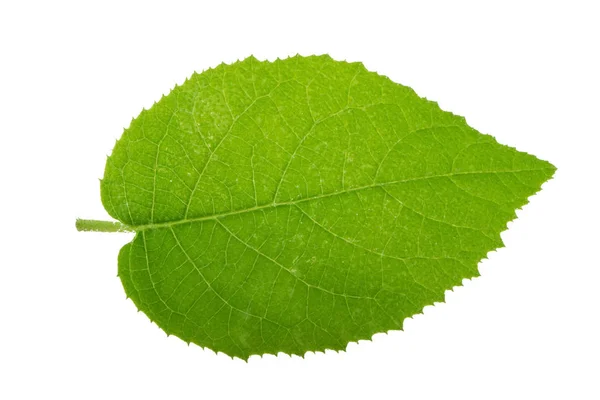 Closeup Zeleně Izolované Bílém Pozadí — Stock fotografie
