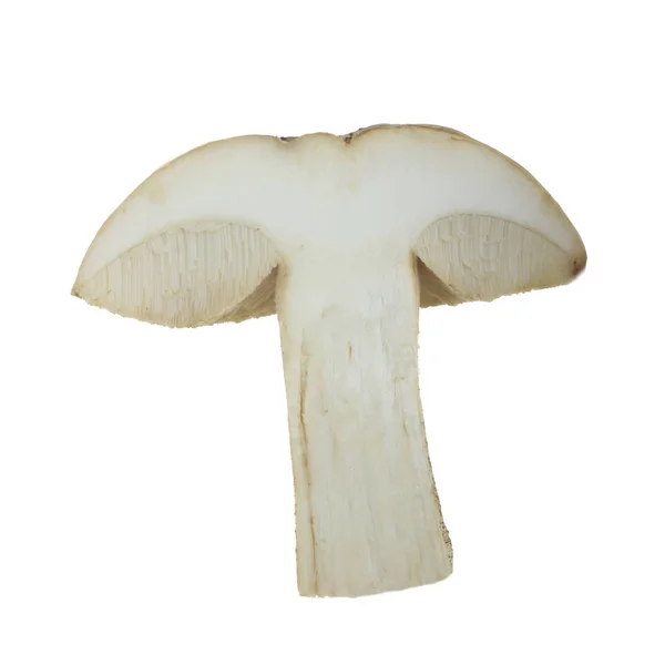 Nahaufnahme Von Pilz Isoliert Auf Weißem Hintergrund — Stockfoto