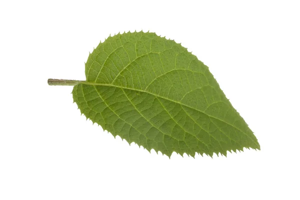 Primer Plano Verde Aislado Sobre Fondo Blanco — Foto de Stock