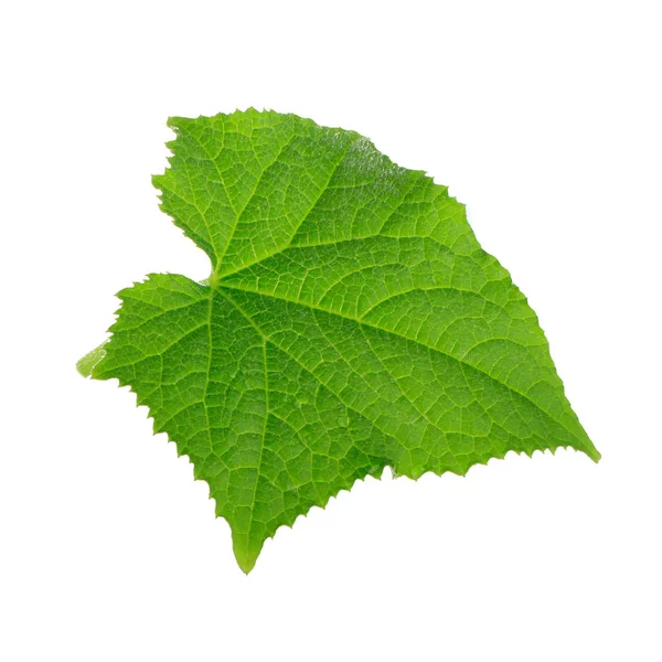 Zelená Okurka List Izolované Bílém Pozadí — Stock fotografie