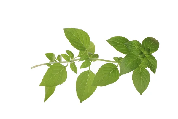 Basil Leaves Isolated White Background — Stock Photo, Image