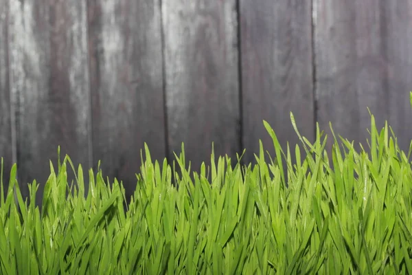 壁の背景に緑の草のクローズアップ — ストック写真