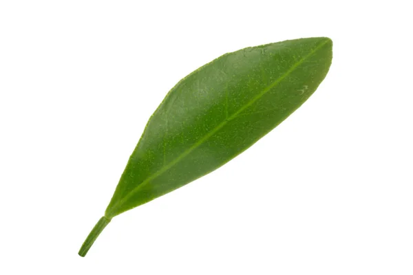 Citrus Leaf Isolated White Background — Stock Photo, Image