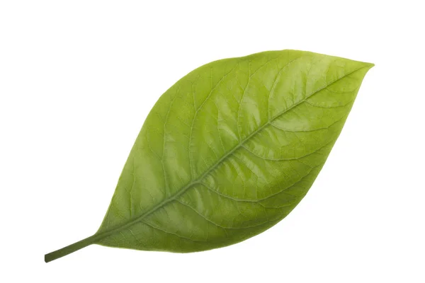 Färsk Grön Avokado Leaf Isolerad Vit Bakgrund — Stockfoto