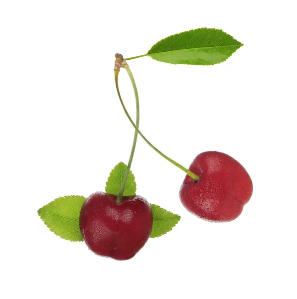 Cerezas Con Hojas Aisladas Sobre Fondo Blanco — Foto de Stock