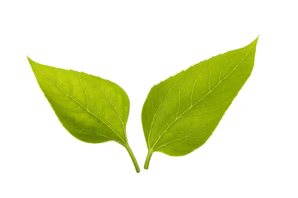 Closeup Green Leaves Isolated White Backgroound — Stock Photo, Image