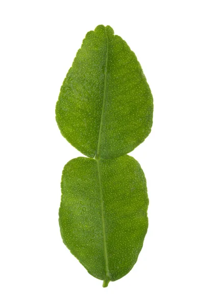 Крупним Планом Зелений Лист Білому Фоні — стокове фото