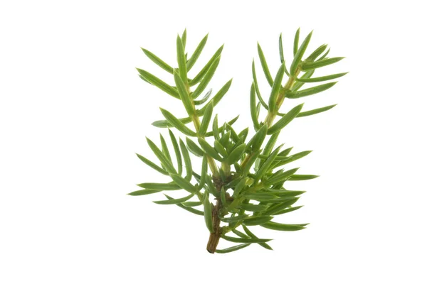 Juniper Branch Isolated White Background — Stock Photo, Image