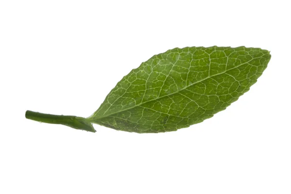 Feuille Myrtille Verte Isolée Sur Fond Blanc — Photo