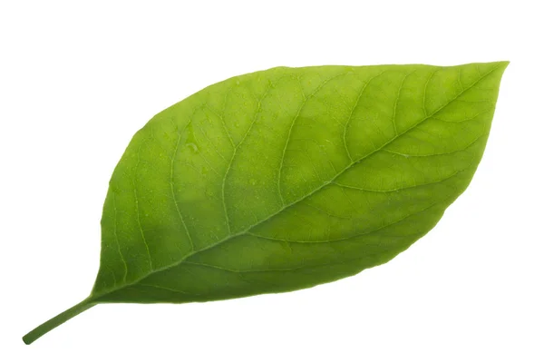 Свежий Зеленый Лист Авокадо Изолирован Белом Фоне — стоковое фото