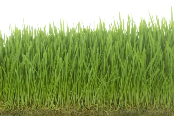 Green Grass White Background Copy Space — Stock Photo, Image