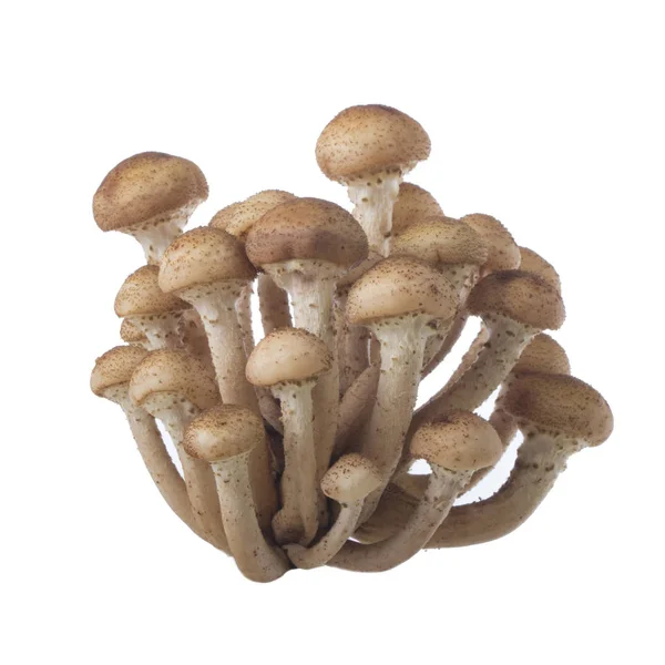 Reife Rohe Pilze Isoliert Auf Weißem Hintergrund — Stockfoto