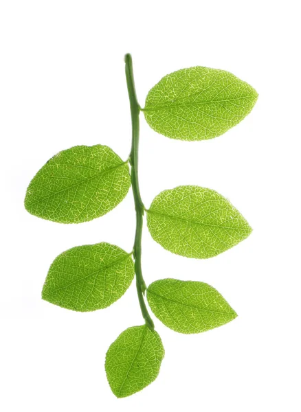 Green Bilberry Leaves Isolated White Background — Stock Photo, Image