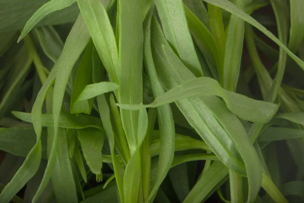 Primer Plano Hojas Plantas Verdes Fondo Floral —  Fotos de Stock