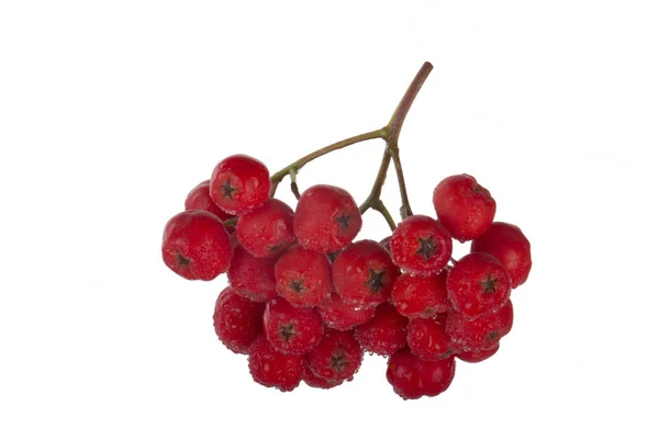 在白色背景查出的红色灰莓 — 图库照片