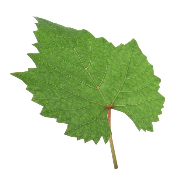 Verse Groene Druivenblad Geïsoleerd Witte Achtergrond — Stockfoto