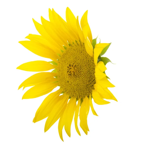 Closeup Sunflower Isolated White Background — Stock Photo, Image