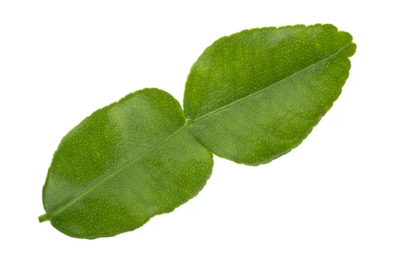 Closeup Green Leaf White Background — Stock Photo, Image