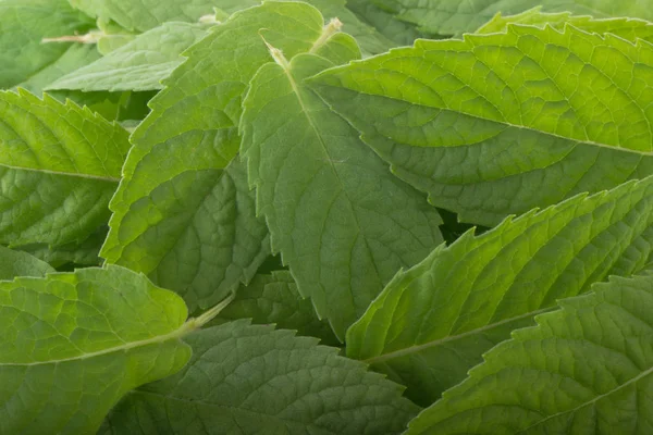 Closeup of green leaves of fresh mint