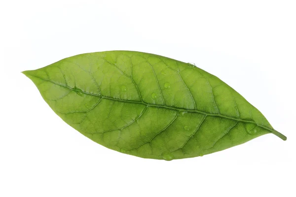Frisches Grünes Avocadoblatt Isoliert Auf Weißem Hintergrund — Stockfoto