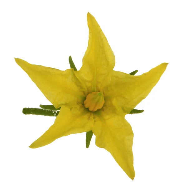 Primer Plano Flor Amarilla Fondo Floral — Foto de Stock