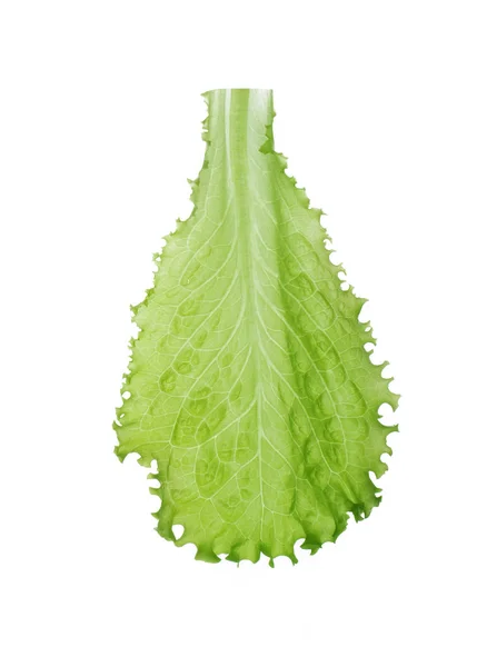 Closeup Green Lettuce Isolated White Background — Stock Photo, Image