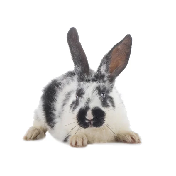 Closeup Cute Domestic Rabbit Animal Background Stock Image