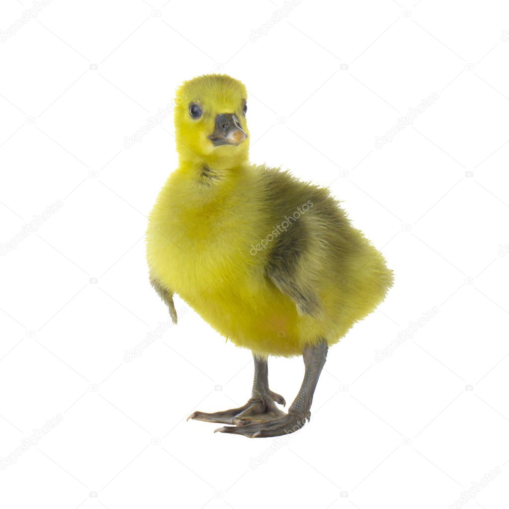 Closeup of little chick isolated on white background 