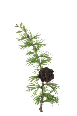 Kozalaklı şubenin yakın çekim, Noel arka plan