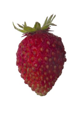 Beyaz üzerinde izole vahşi çilek closeup 