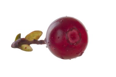 Beyaz arka planda izole edilmiş inek-berry yakın çekim 