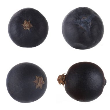 Beyaz arka planda izole ardıç yakın çekim