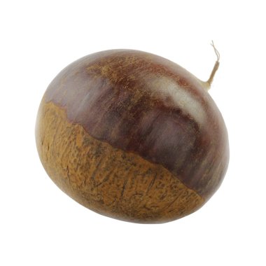 kestane rengi beyaz arkaplanda izole