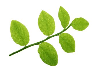 Yeşil bilberry izole üzerinde beyaz arka plan bırakır