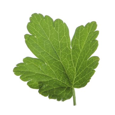 Beyaz arka plan üzerinde izole bektaşi üzümü yaprağı closeup