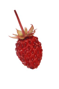 Beyaz üzerinde izole vahşi çilek closeup 