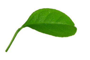 Beyaz arka planda yalıtılmış yeşilin yakın çekimi 