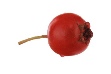 Beyaz arka plan üzerinde izole haw-berry closeup 