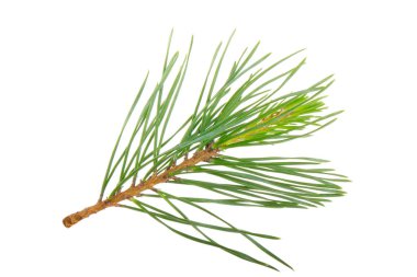 Beyaz arkaplanda köknar ağacı dalı izole