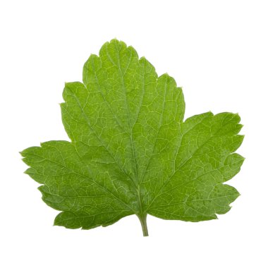 Beyaz arka plan üzerinde izole yeşil Frenk üzümü yaprağı