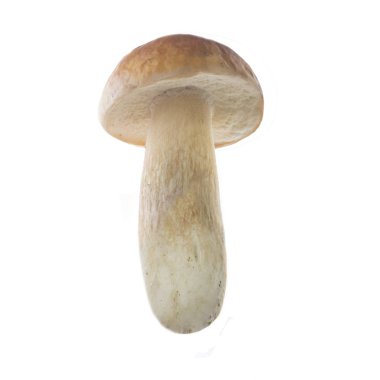 Beyaz arka plan üzerinde izole tek mantar