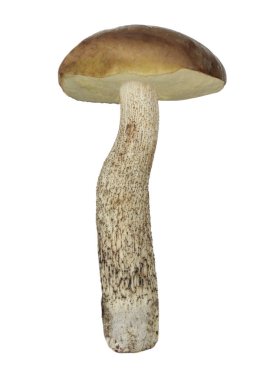 Beyaz arka plan üzerinde izole tek mantar