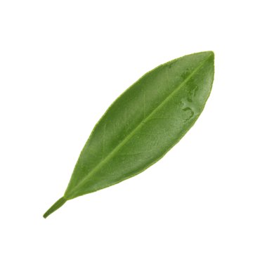 Beyaz arkaplanda yalıtılmış turunçgil yaprağı