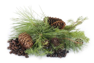 Sedir konileri yakın çekim, çiçek arka plan 